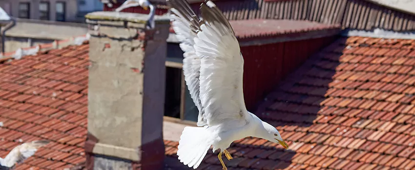 Residential Chimney Animal Removal Solution in Peabody, MA