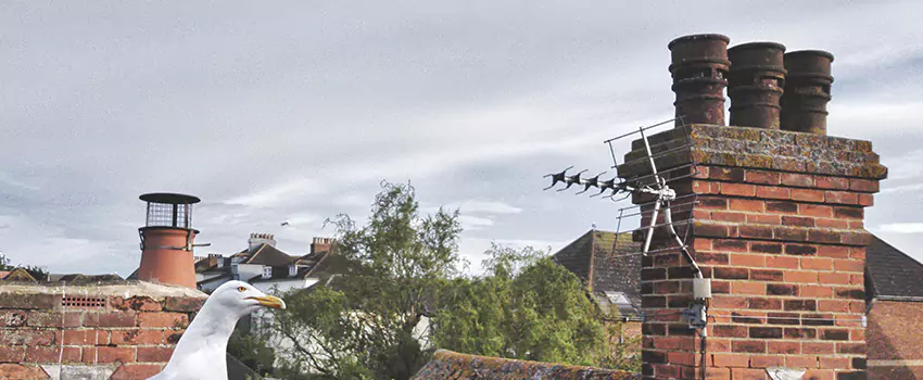Chimney Cleaning And Restoration in Peabody, Massachusetts